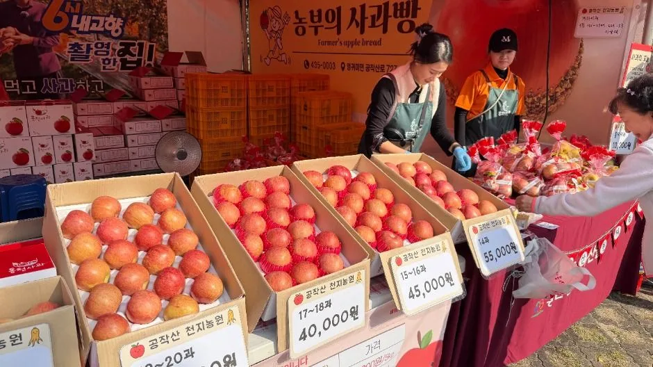 홍천 사과축제