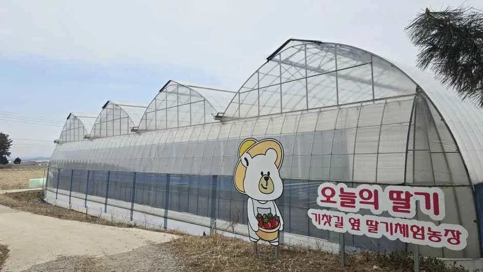 익산_오늘의 딸기 (4).jpg