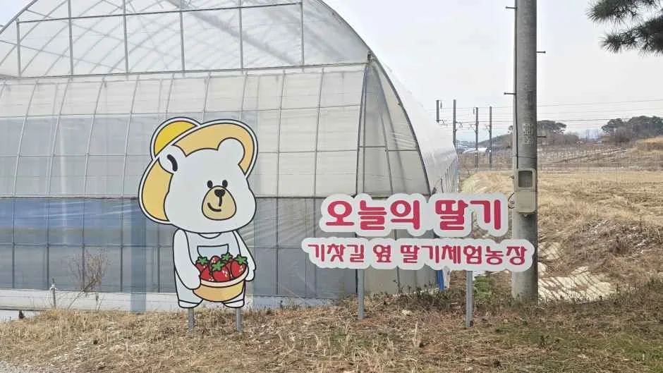 오늘의 딸기