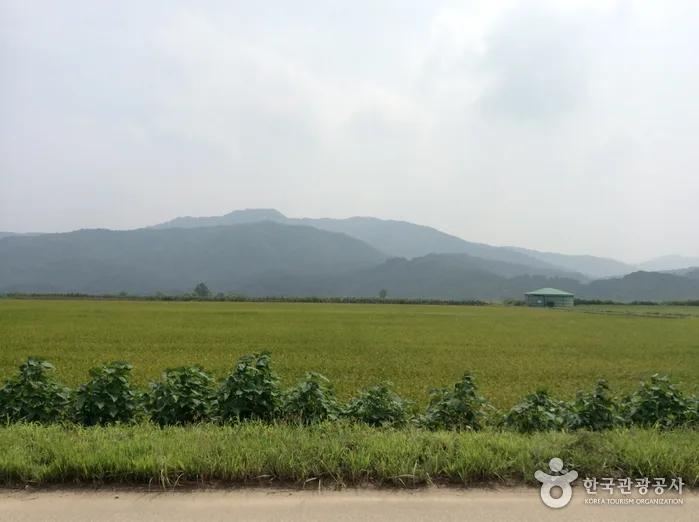 철원평야