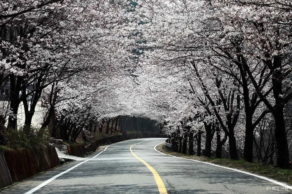 경남_하동_십리벚꽃길 (6)