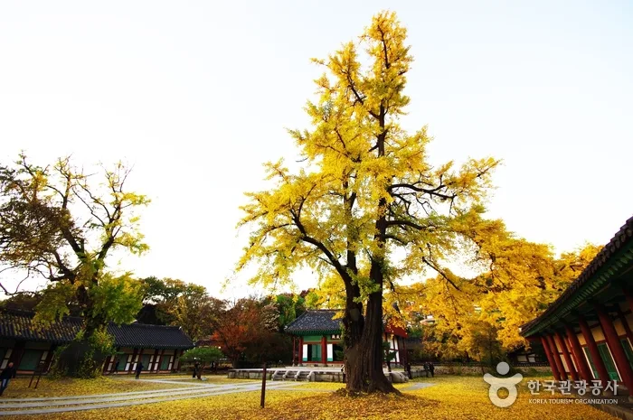 옛집 담긴 은행나무 마을서 ‘황금빛 향연’