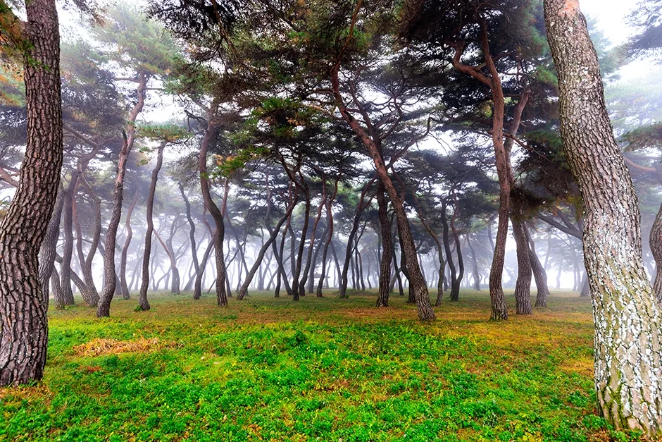 보은_솔밭공원 (7).jpg