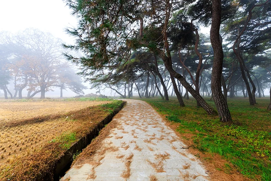 보은_솔밭공원 (4).jpg