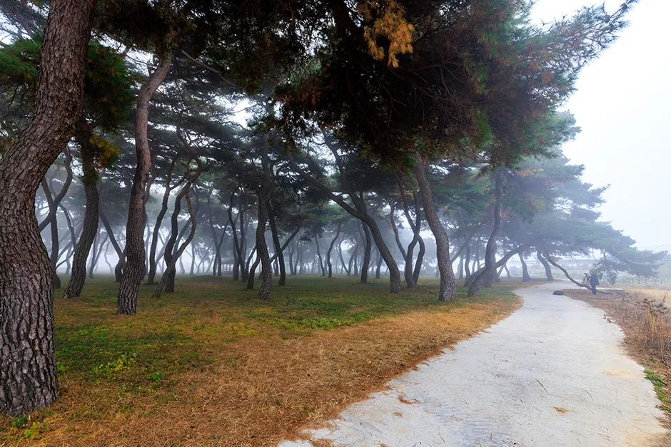 보은_솔밭공원 (9).jpg
