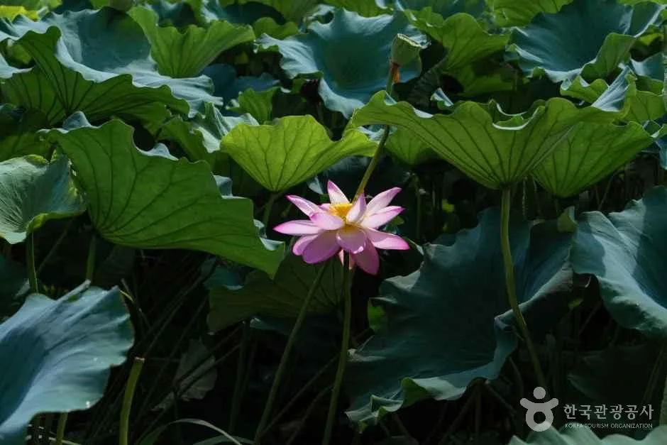 경북_울진_연호공원_외부_7.jpg