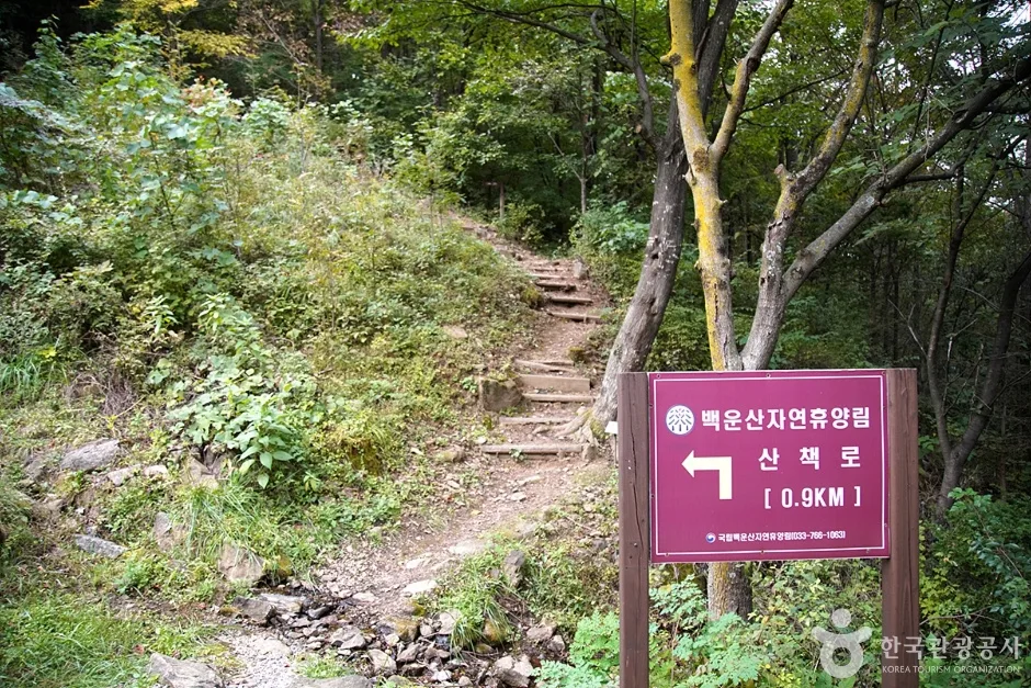 국립 백운산자연휴양림(원주) (16)