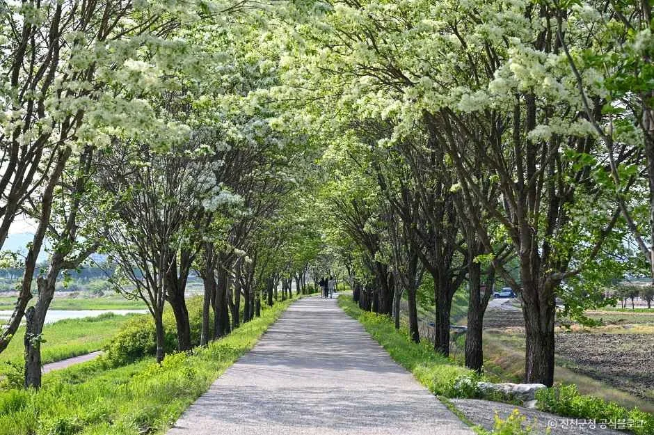 진천_진천 이팝나무길 (6).jpg
