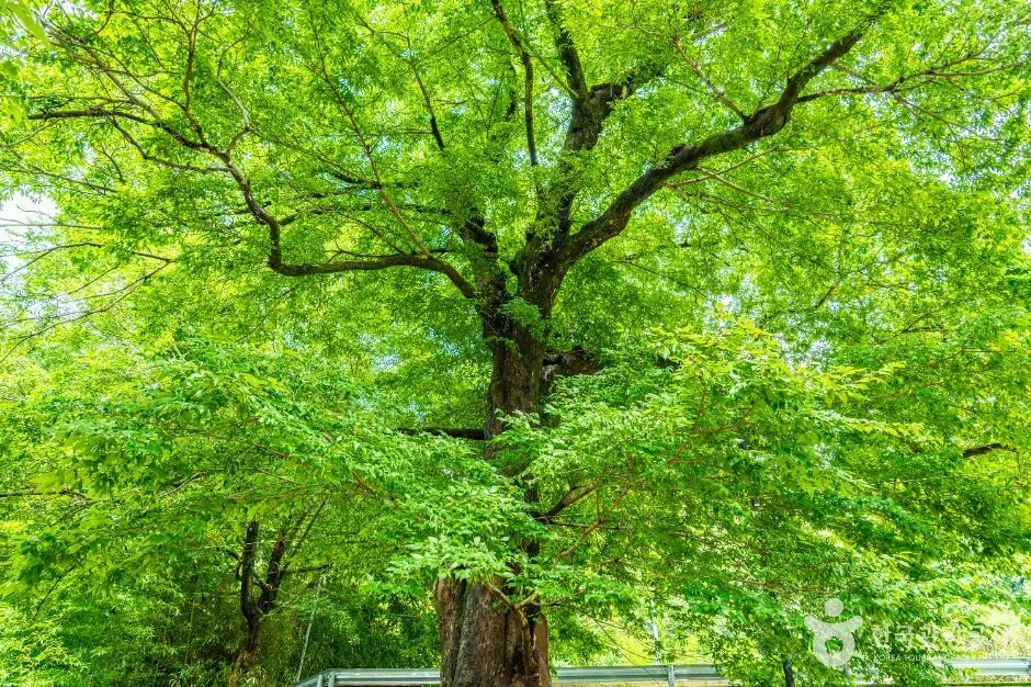 하동_하동 범왕리 푸조나무 (3)