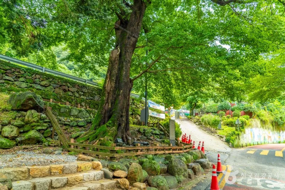 하동_하동 범왕리 푸조나무 (1)