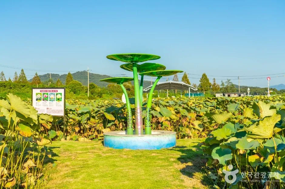 이천_성호호수연꽃단지 (3)
