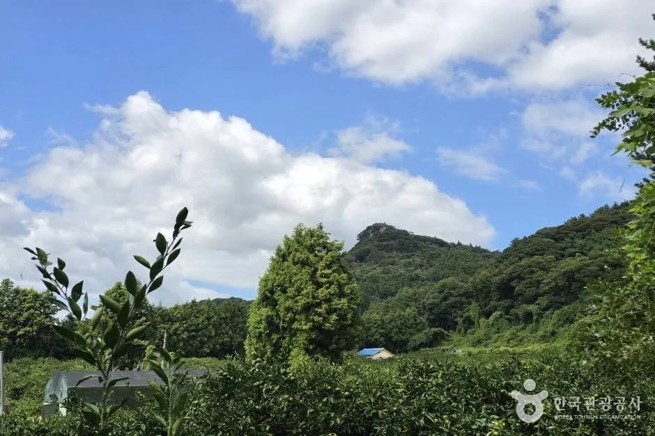 각시바우오름_e (7)