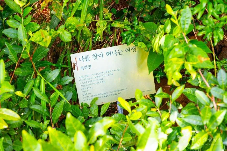 경남_하동_따신골 녹차정원_체험_1.jpg