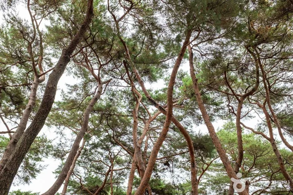 청송_중평솔밭 (3)
