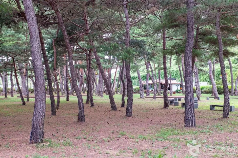 청송_중평솔밭 (5)