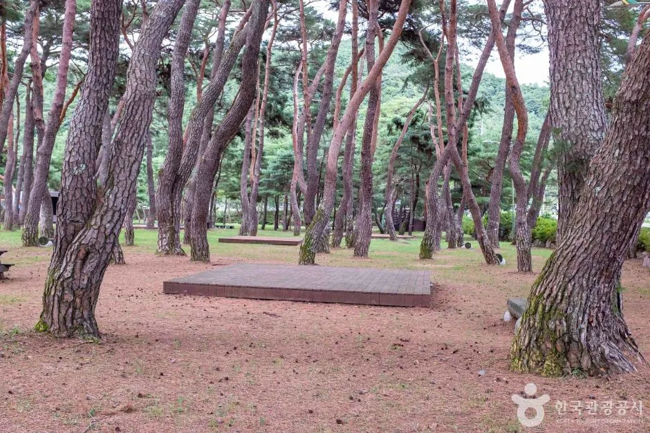 청송_중평솔밭 (2)