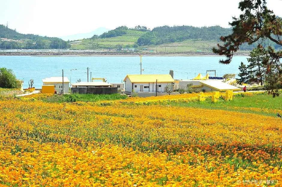 선도