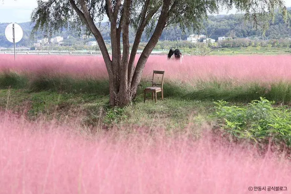 안동_그라스원 (8).jpg