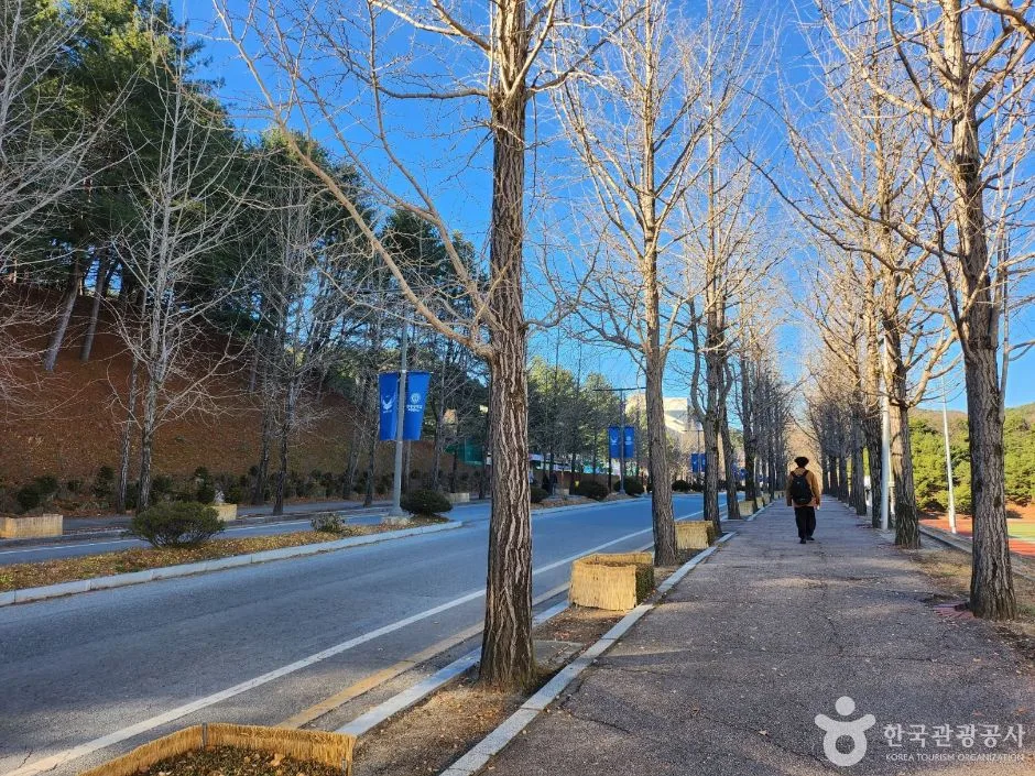 강원_원주_연세대 원주캠퍼스길 (12)
