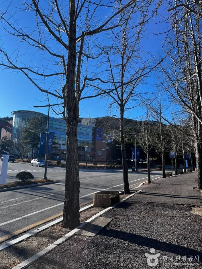 강원_원주_연세대 원주캠퍼스길 (5)