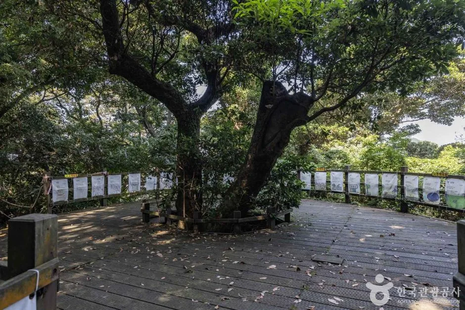 제주_금산공원(납읍난대림지대) (3)