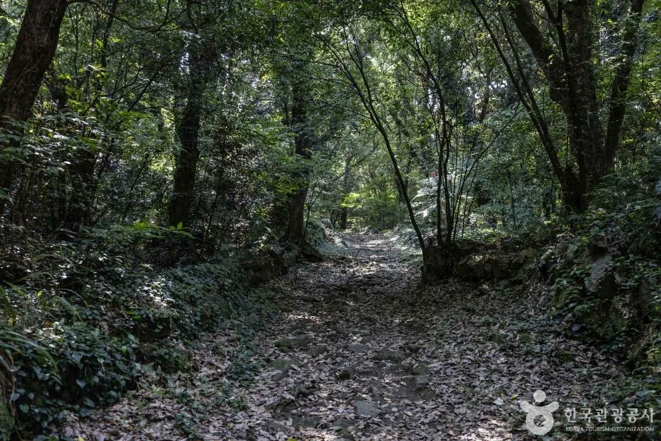 제주_금산공원(납읍난대림지대) (5)