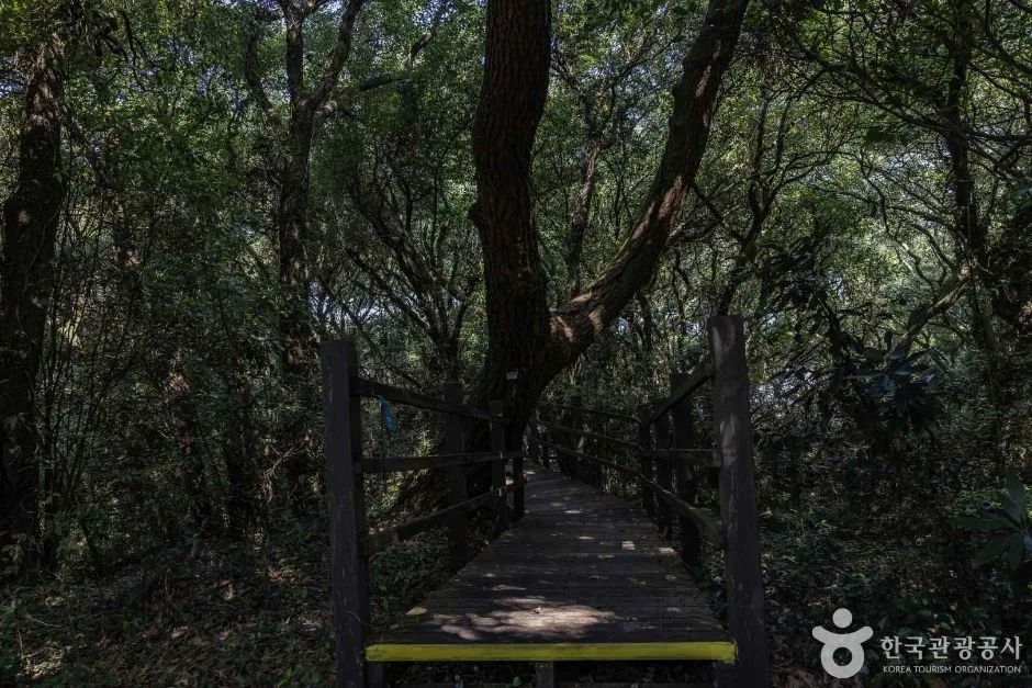 제주_금산공원(납읍난대림지대) (7)