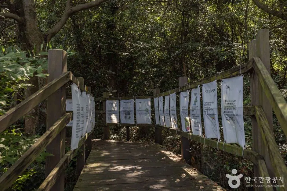 제주_금산공원(납읍난대림지대) (12)