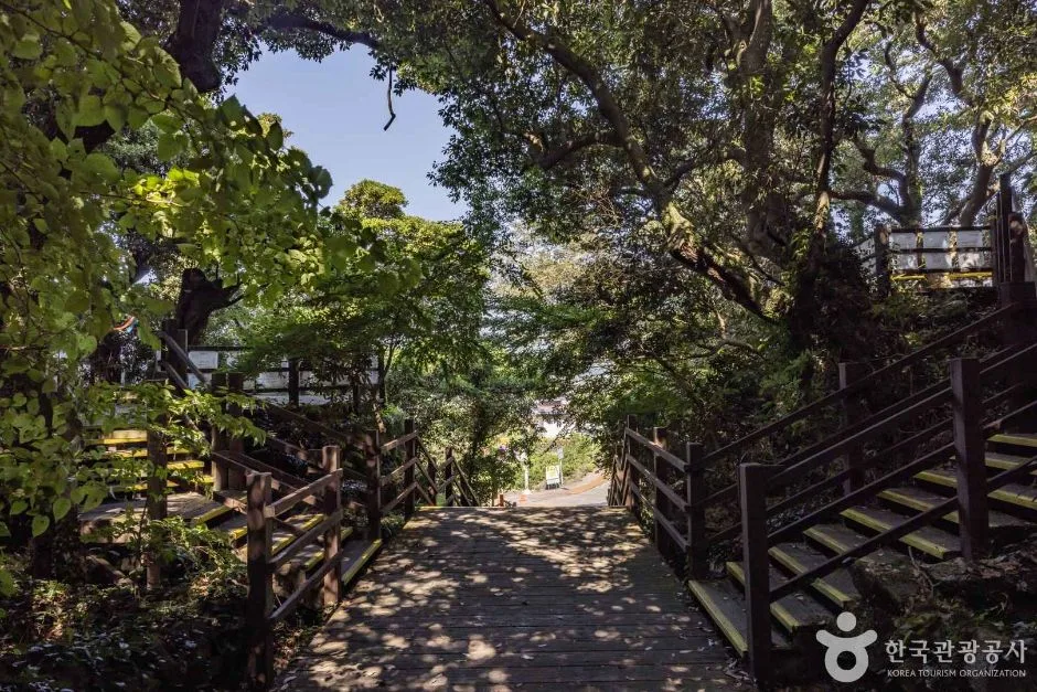 제주_금산공원(납읍난대림지대) (11)