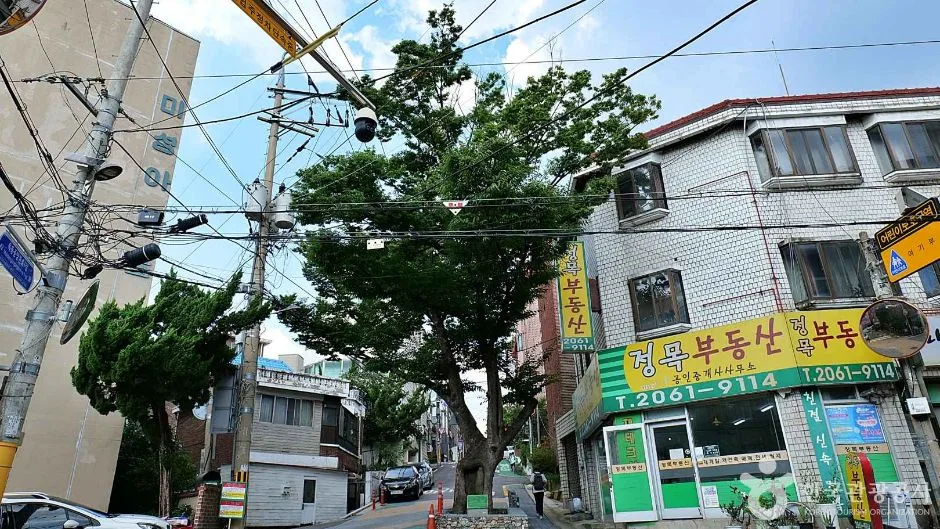 서울_양천_150년 수령 느티나무 (5)