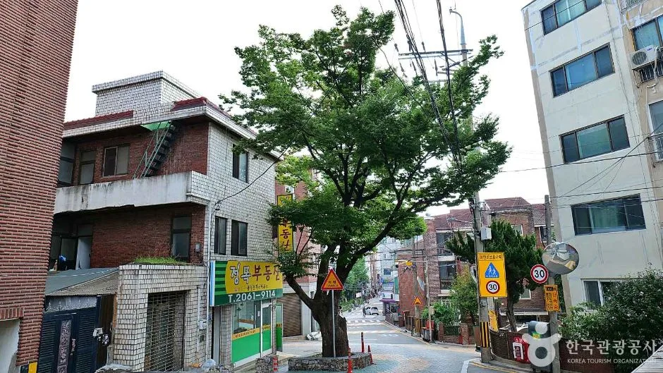 서울_양천_150년 수령 느티나무 (4)