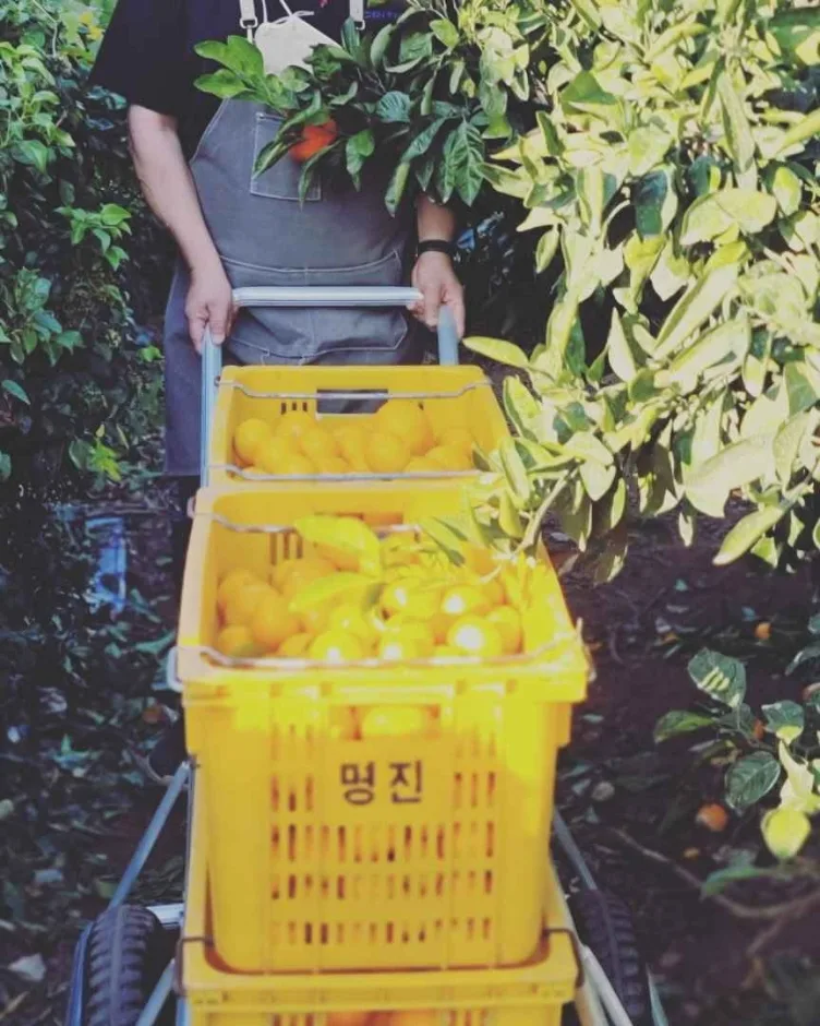서귀포_  나무와열매 체험농장 (11)