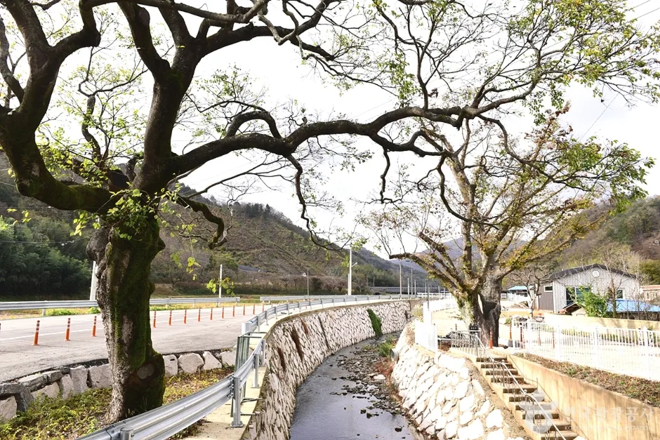 전남_장흥_장수풍뎅이마을 (7)