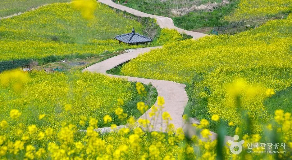 청산도 (4)