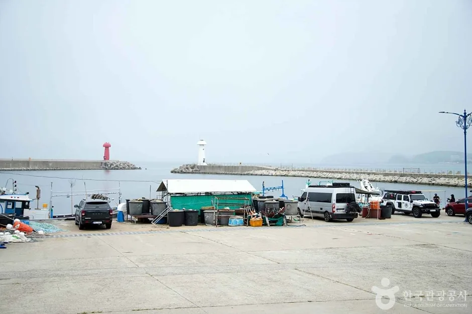 물치항 (13)