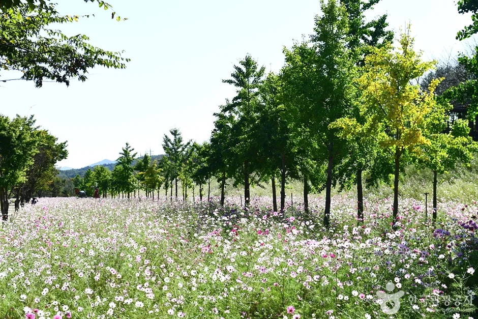 대황강 자연휴식공원 (3)
