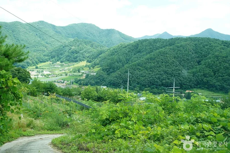 기우산(정선)