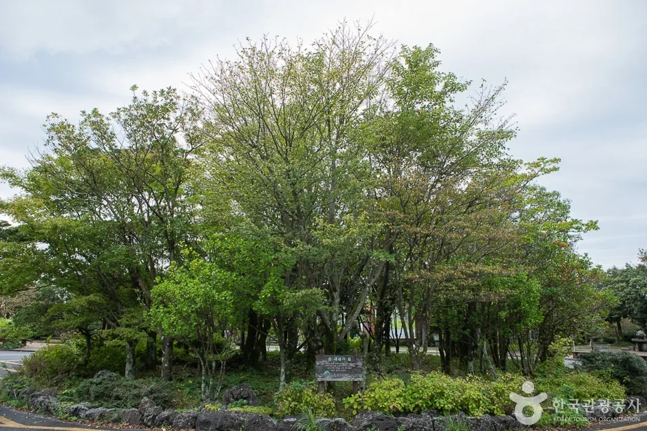 신나는 게임부터 나눔의 유산, 청정 숲 체험까지 아이와 함께 떠나는 제주 배움 여행_제주_제주_한라생태숲_1.jpg
