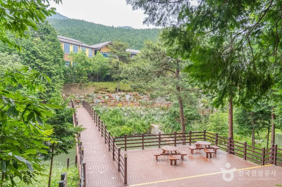 고흥_팔영산 편백 치유의숲 (6)