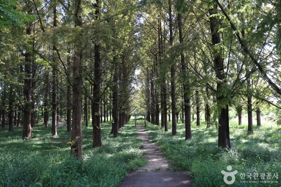 회덕메타세쿼이아길 (5)