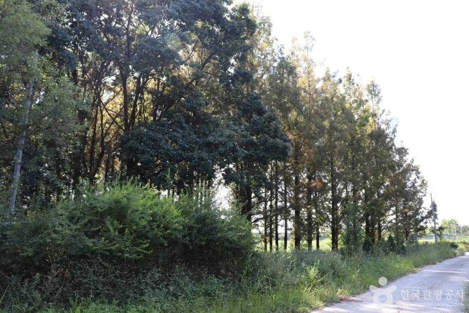 회덕메타세쿼이아길 (6)