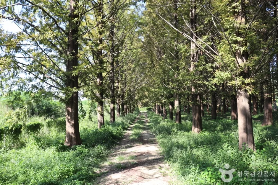 회덕메타세쿼이아길 (2)