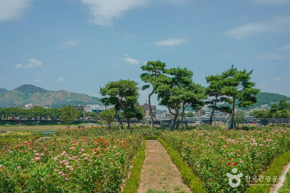 밀양_장미공원 (3)