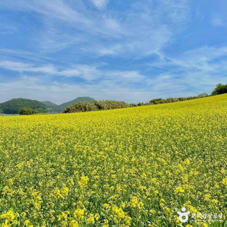 부안_수성당 유채꽃 (3).jpg