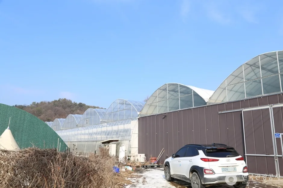 남양주_별마을딸기체험농장 (2)