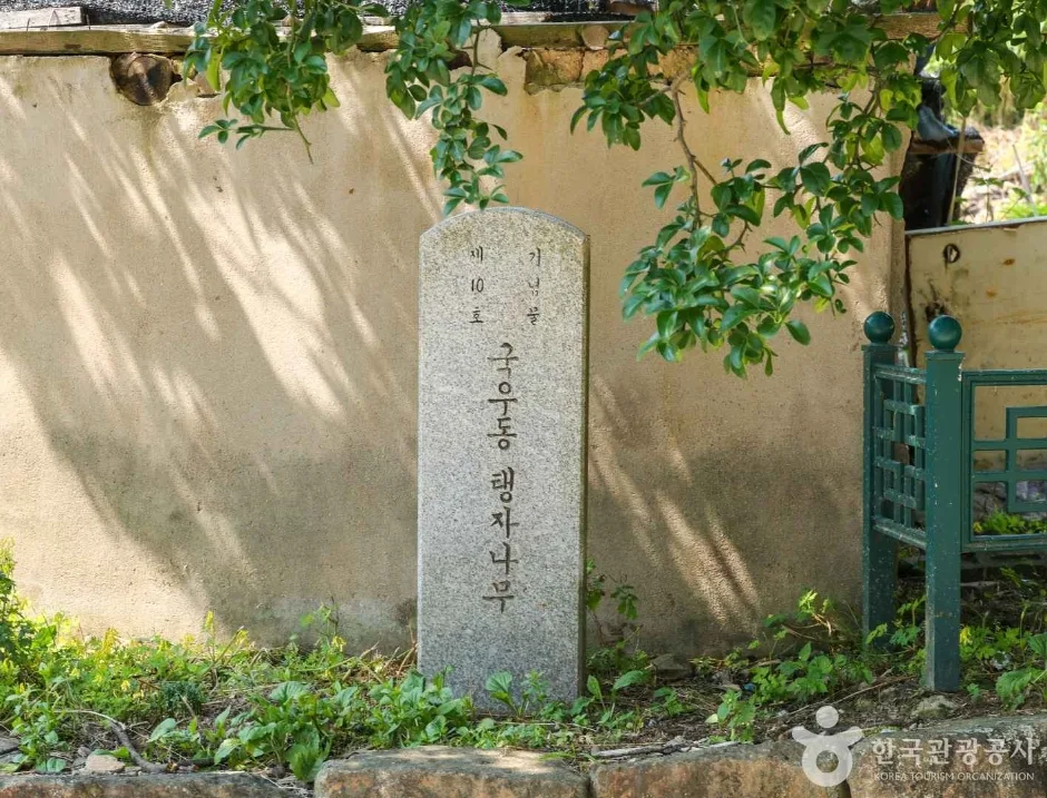 국우동 탱자나무 (6)