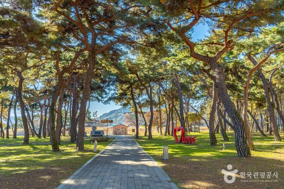 영동군_송호리송림 (6)