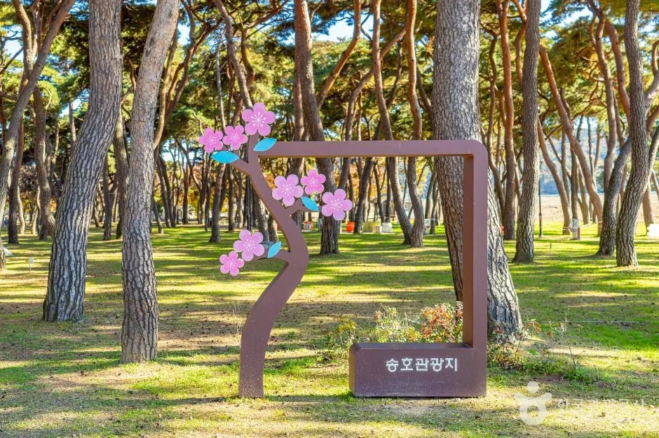 영동군_송호리송림 (3)