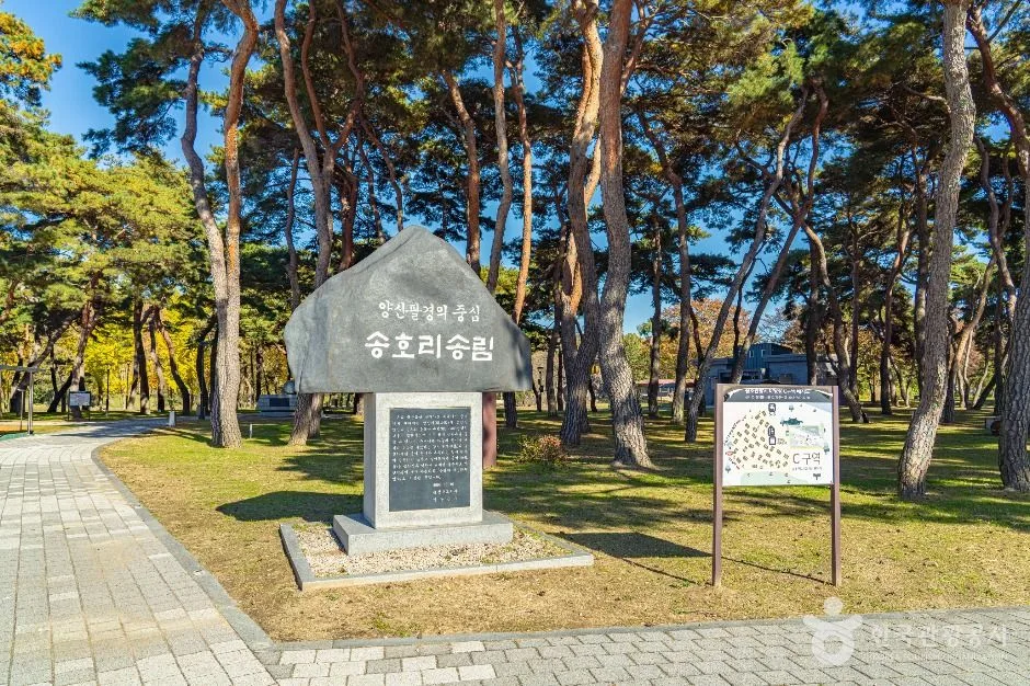 영동군_송호리송림 (4)