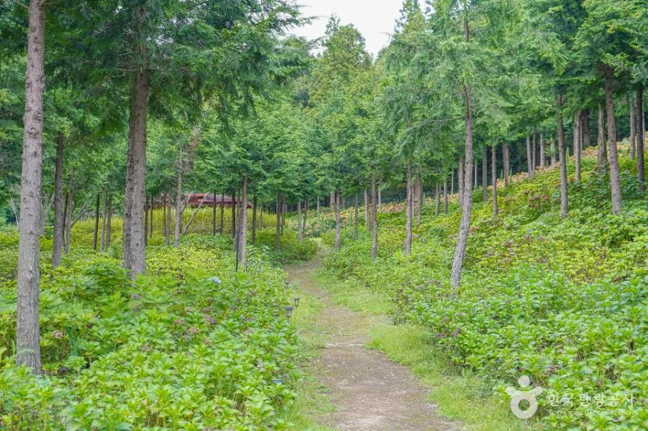 보성_숲정원 윤제림 (3)